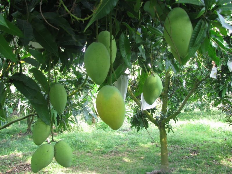 Bài văn thuyết minh về cây xoài - mẫu 5
