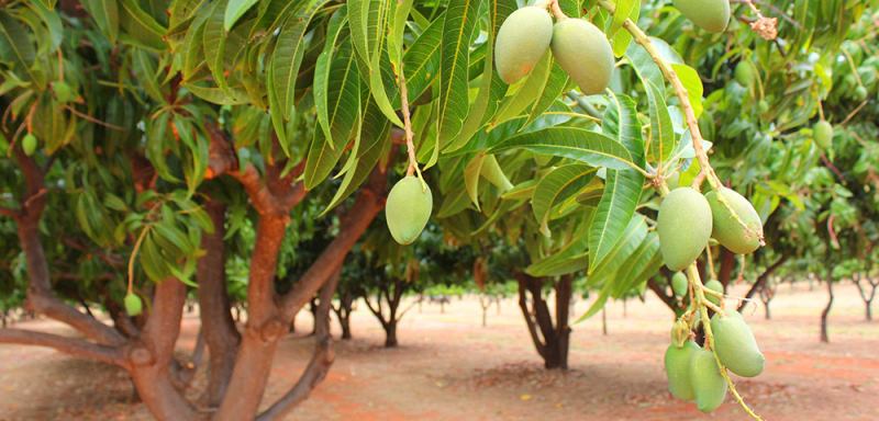 Bài văn thuyết minh về cây xoài - mẫu 7