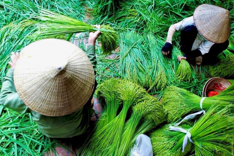 Bài văn thuyết minh về Cốm làng Vòng hay nhất - Bài mẫu số 7