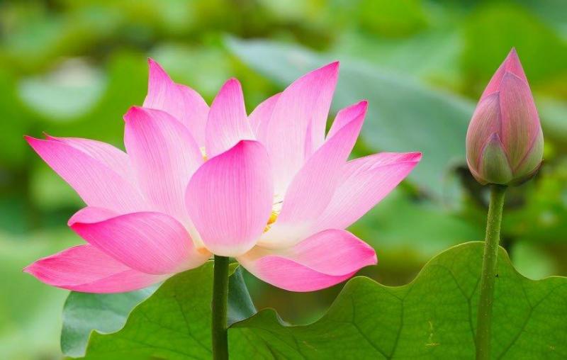 Bài văn thuyết minh về Hoa Sen số 5