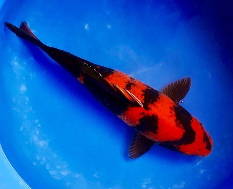 Bán Cá Koi Nhật Nishikigoi Giá Rẻ Nhất Thị Trường
