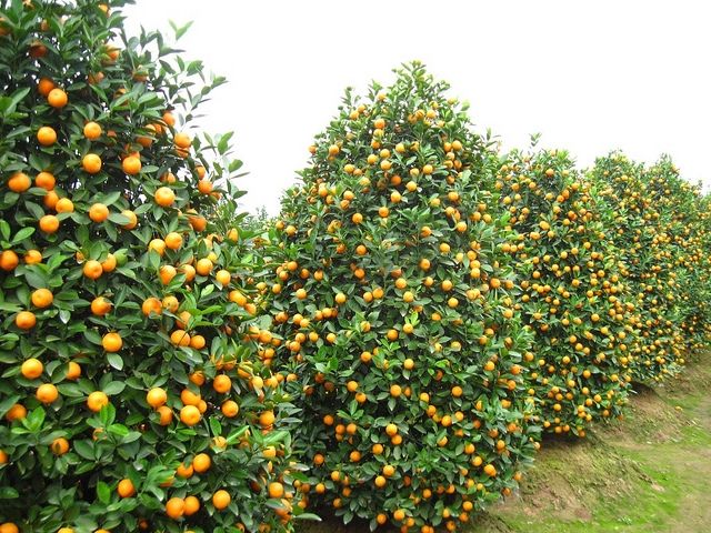 Kinh doanh cây cảnh ngày Tết