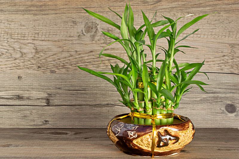 Nếu bạn khéo tay thì có thể làm tháp phát lộc bán kiếm tiền