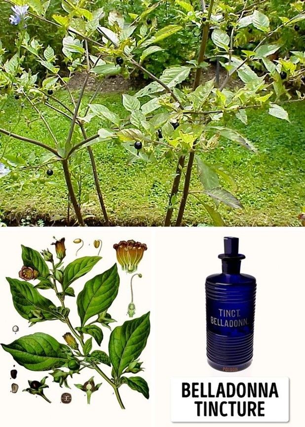 Belladonna