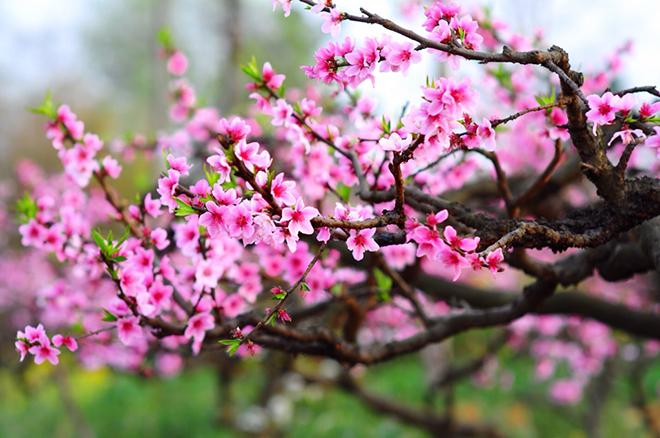 Bài văn thuyết minh về cây đào ngày Tết số 11