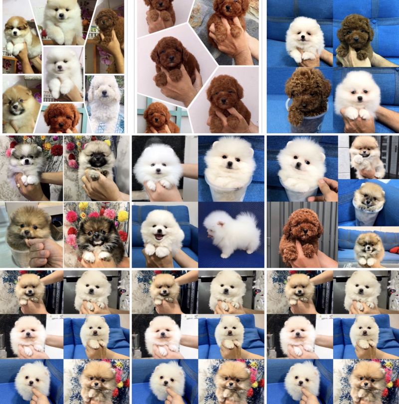 Binbondogshop.com