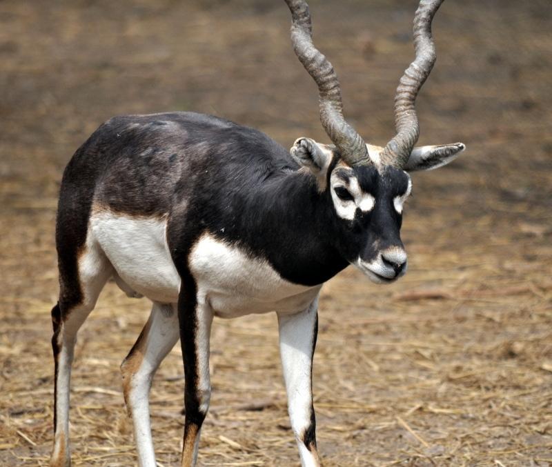 Blackbuck