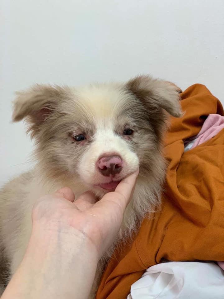 Border Collie Việt Nam