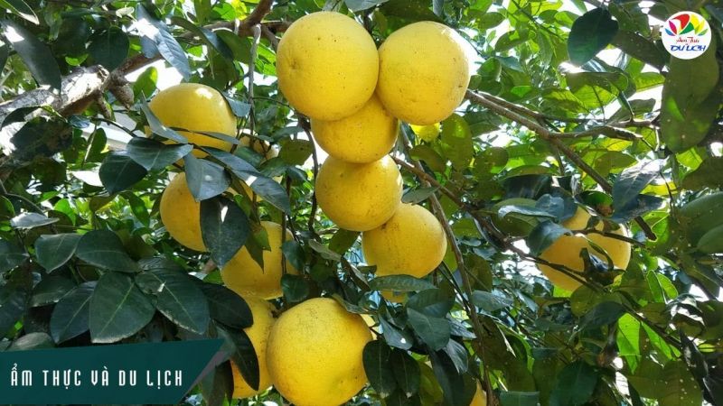 Bưởi Phúc Trạch