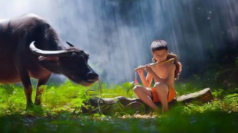 Buông bỏ dục vọng, tham niệm