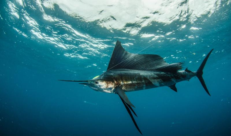 Cá buồm - Sailfish