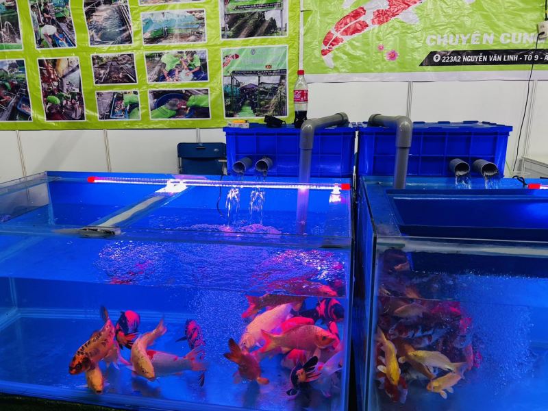 Cá Cảnh Thanh Liêm – Bán Cá Koi Nhật
