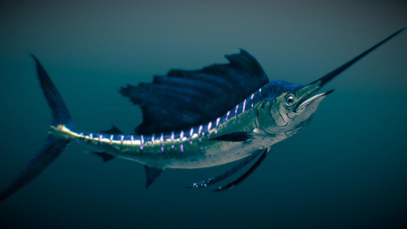 Cá cờ Ấn Độ Dương-Thái Bình Dương - Indo-Pacific Sailfish