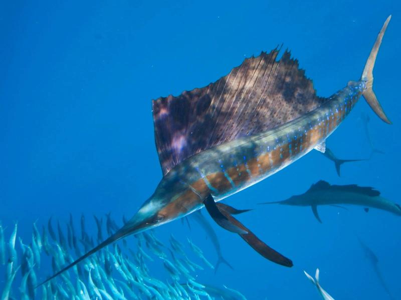 Cá cờ Ấn Độ Dương-Thái Bình Dương - Indo-Pacific Sailfish