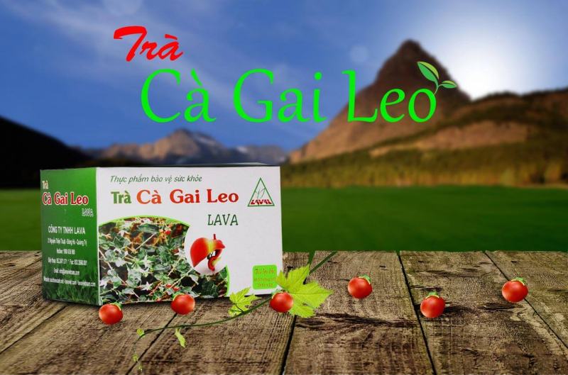 Cà gai leo Lava - Công ty TNHH Lava