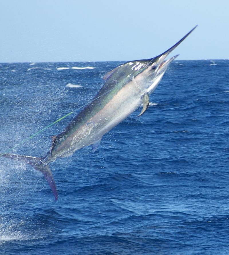 Cá kiếm - Swordfish