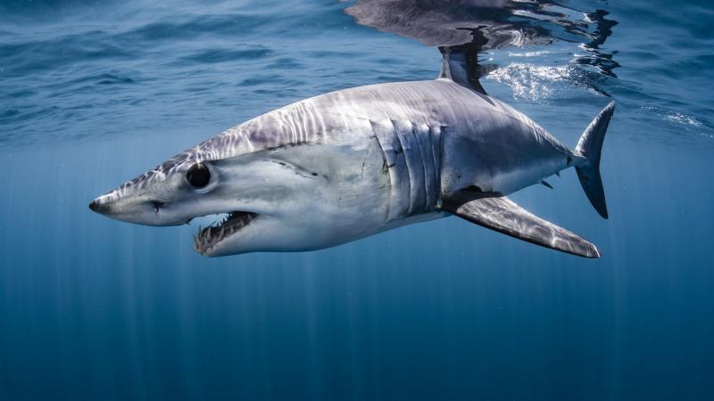 Cá mập Mako - Mako shark
