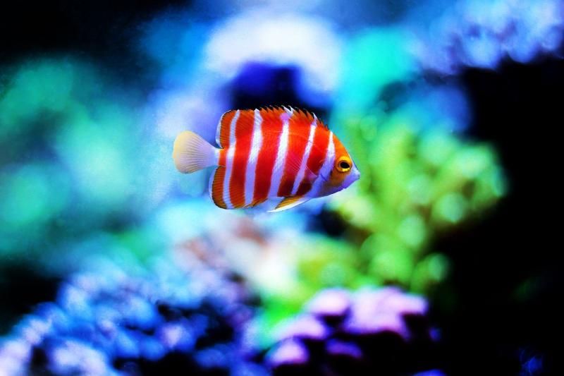 Cá thiên thần Peppermint