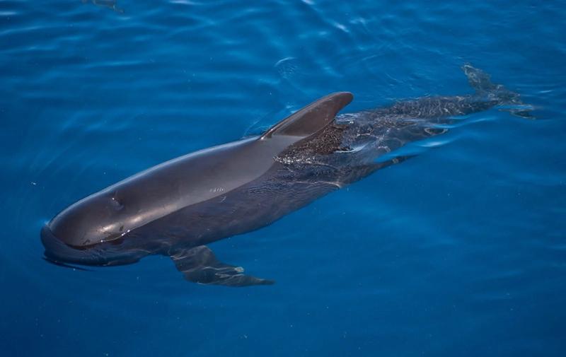 Cá voi hoa tiêu - Pilot Whale