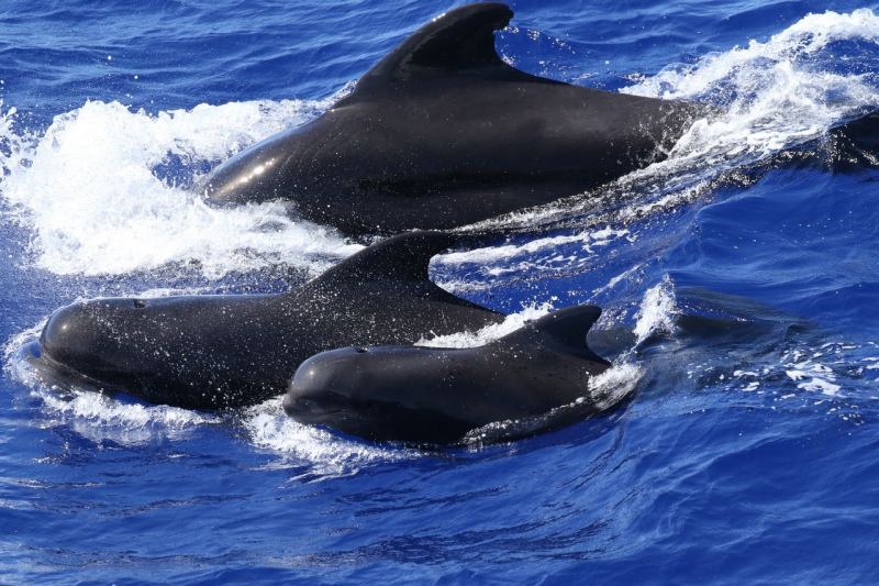 Cá voi hoa tiêu - Pilot Whale