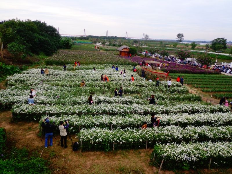 Lượt người đổ dồn ngắm cúc hoạ mi rất đông đảo