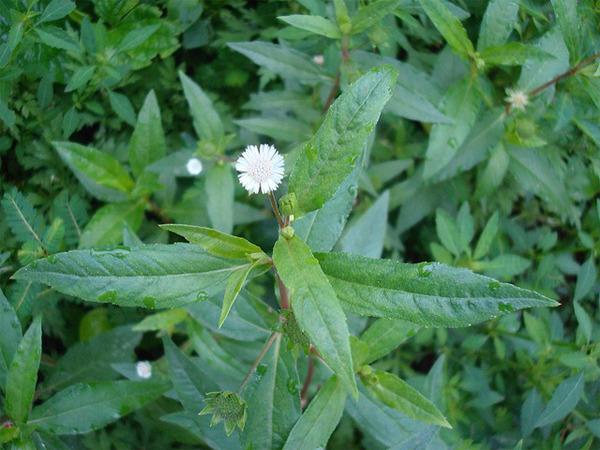 Sự tích cây Nhọ Nồi