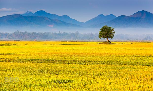 Cánh đồng lúa