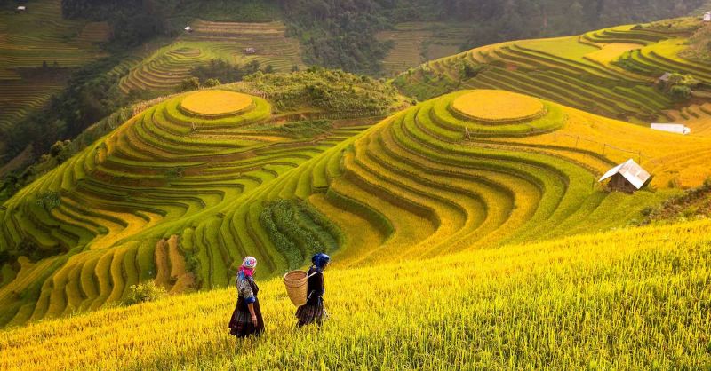 Bài thơ: Tiếng hát mùa gặt
