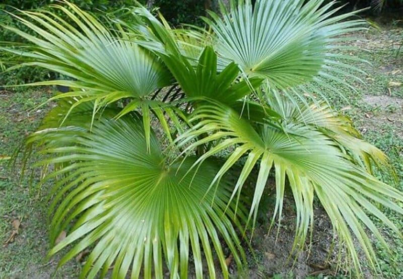Cây cọ