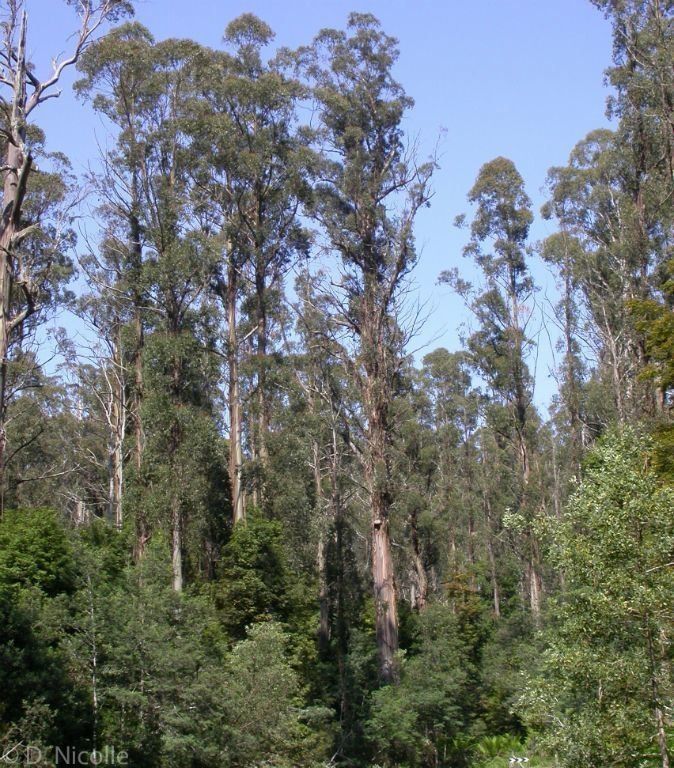 Cây bạch đàn Eucalypyus Regnans