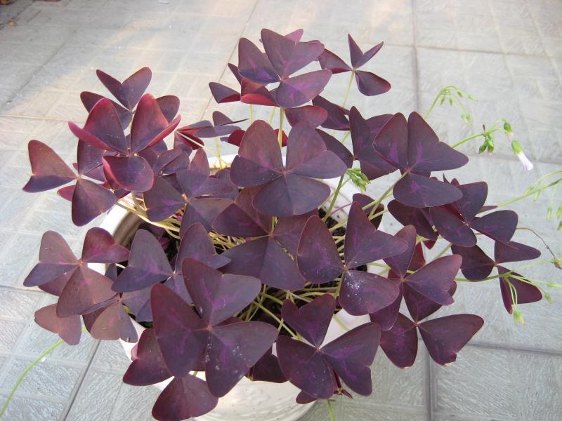 Cây bướm đêm