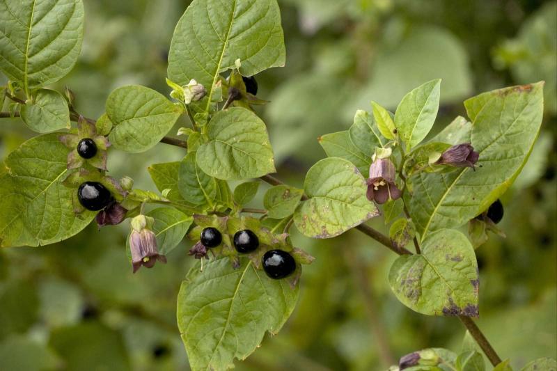 Cây cà độc dược Atropa belladonna