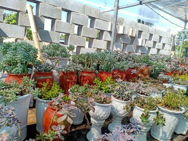 Cây cảnh Thiên Hương