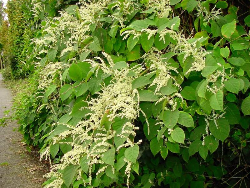 Cây chìa vôi có thể cung cấp độ ẩm cho không khí