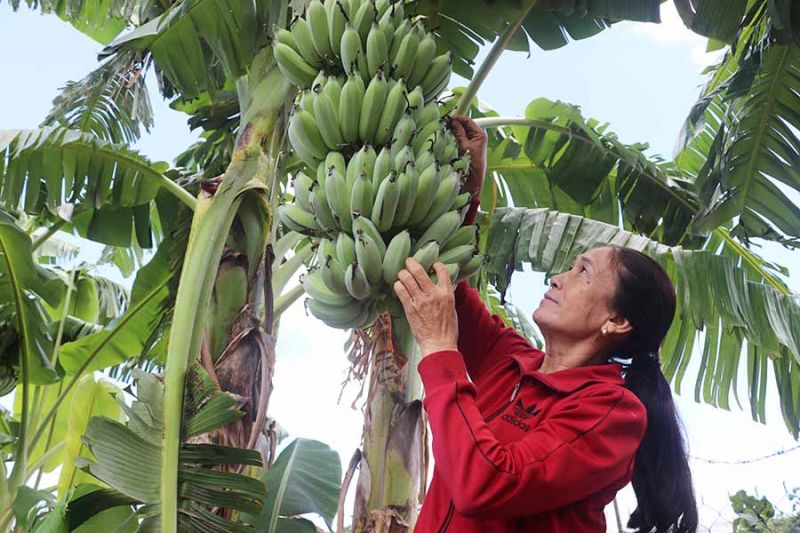 Bài văn thuyết minh về Cây chuối số 3