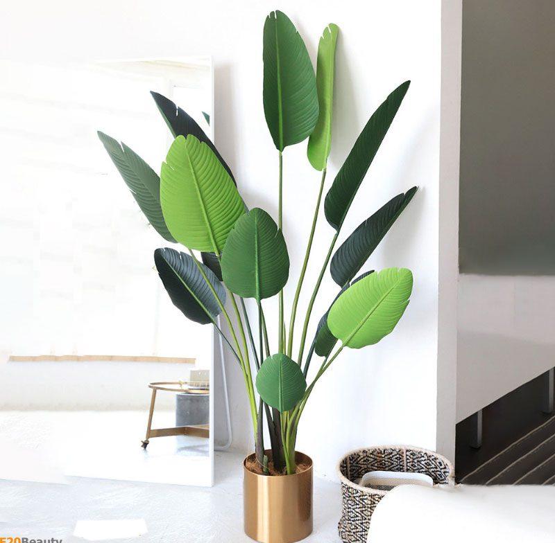 Cây chuối cảnh giả