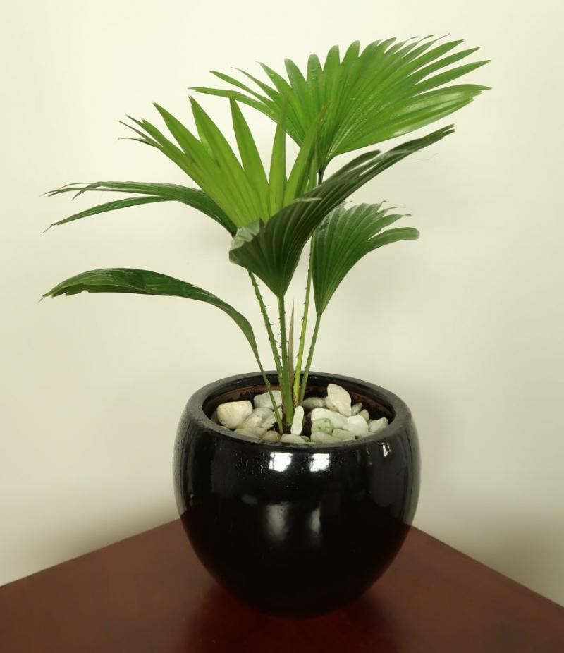 Cây cọ cảnh