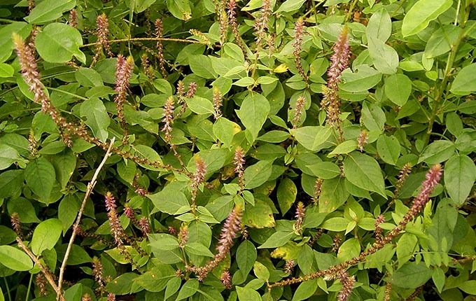 Cây cỏ xước