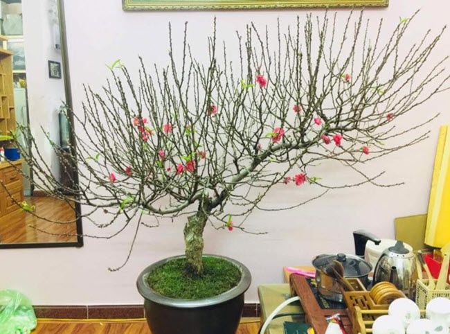 Bài văn tả cây đào vào dịp Tết đến, xuân về số  2