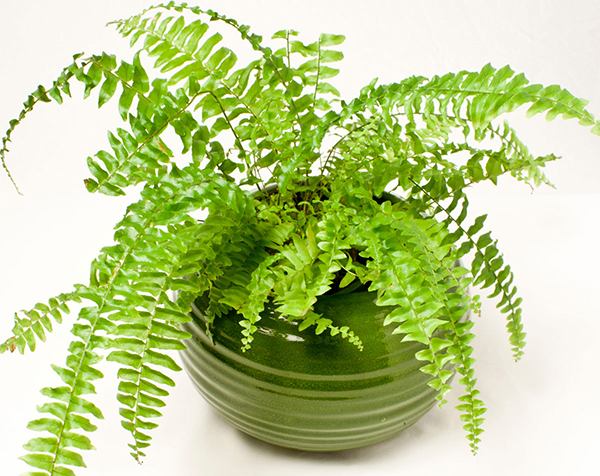 Cây dương xỉ