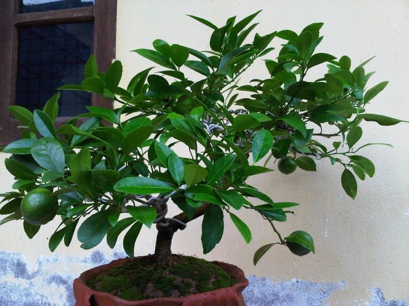 Cây họ cam quýt không chỉ có khả năng điều hòa không khí mà còn có tác dụng chữa bệnh