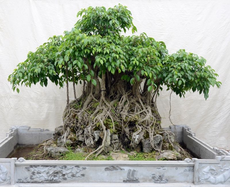 Cây họ đa, sung, si có thể cung cấp độ ẩm cho không khí, hút khí độc hại