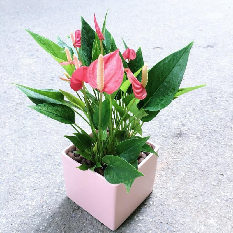 Cây hồng môn