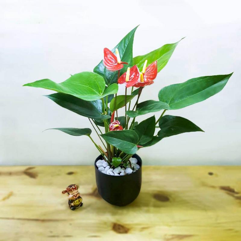 Cây hồng môn