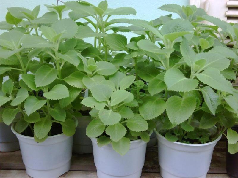 Hình ảnh húng chanh được trồng trong chậu