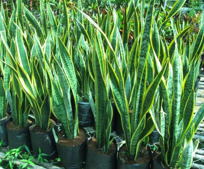 Cây lưỡi hổ