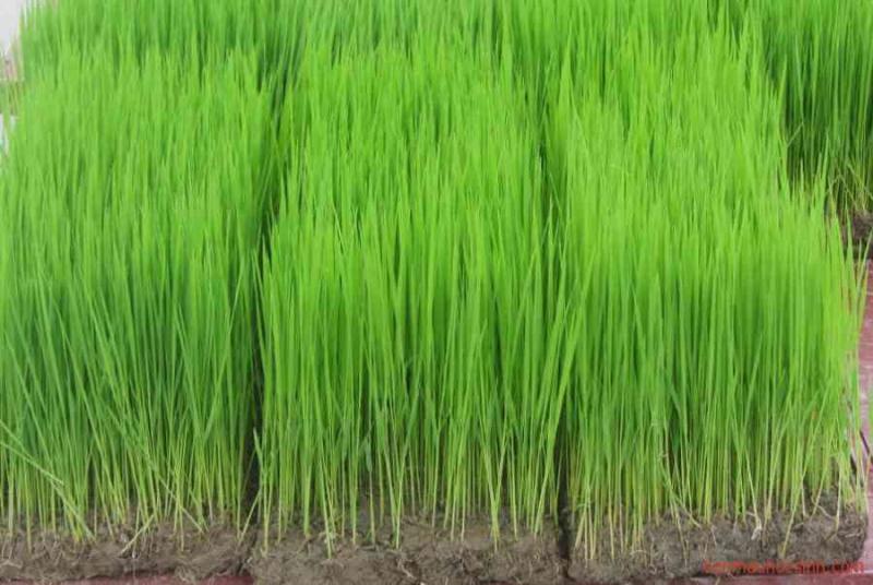 Cây mạ non