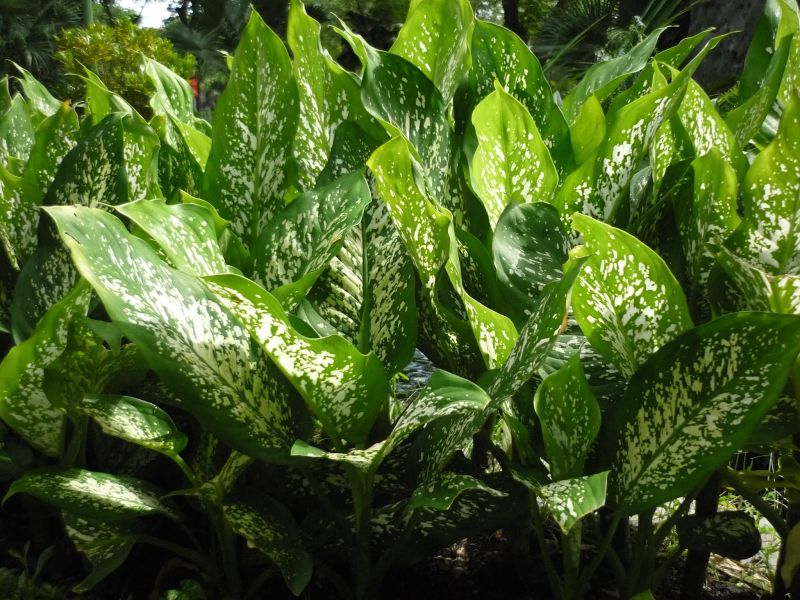 Cây Môn Trường Sinh
