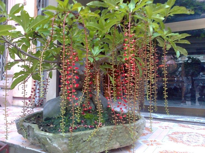 Cây lộc vừng