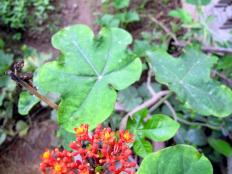 Cây ngô đồng